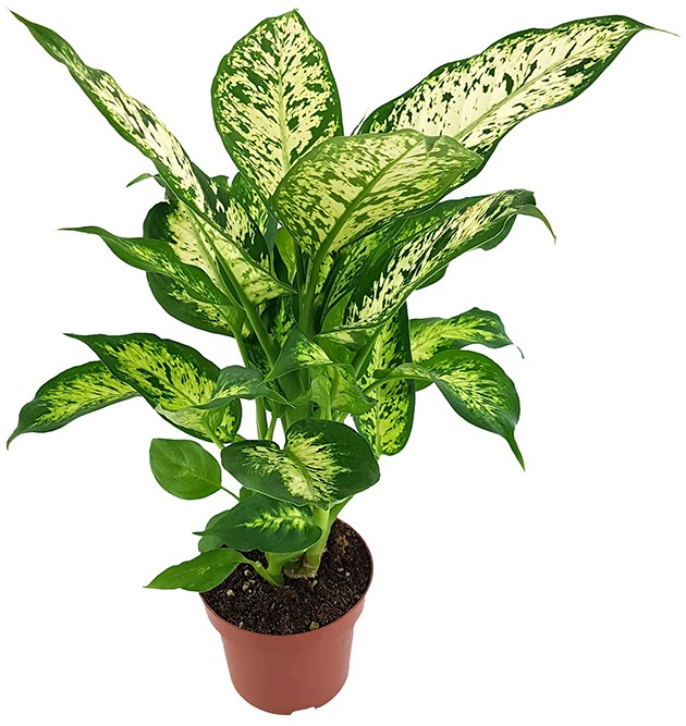 Dieffenbachia &quot;compacta&quot; - Blattschmuckpflanze