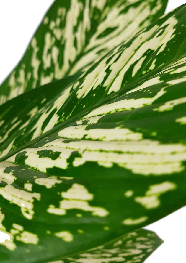 Dieffenbachia maculata "White Etna" - Blattschmuckpflanze