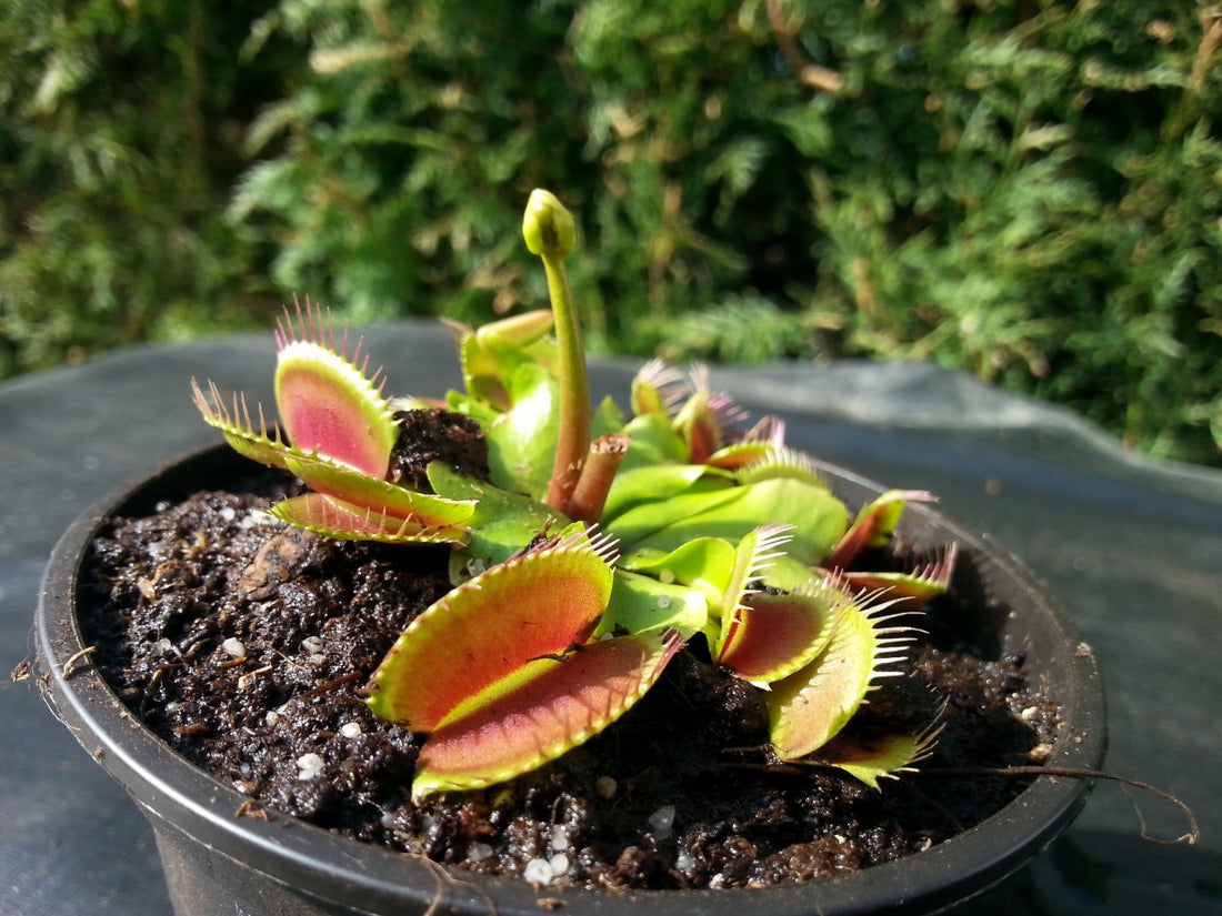 Dionaea muscipula &quot;typical&quot; - Samen