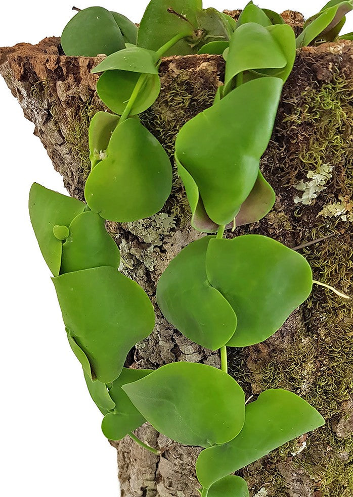 Dischidia platyphylla - seltene Urnenpflanze