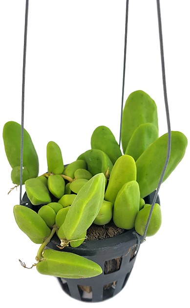 Dischidia "Major" - Urnenpflanze