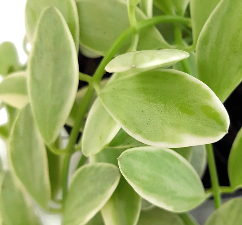 Dischidia Onanthe "White Diamond"