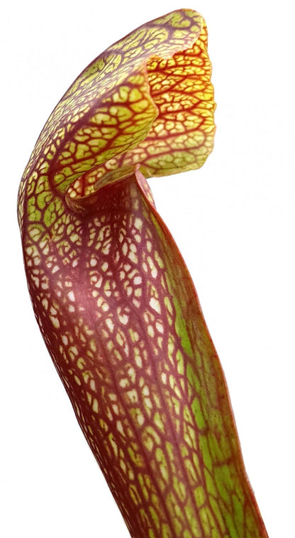 Sarracenia cv. &quot;Dixie Lace&quot;