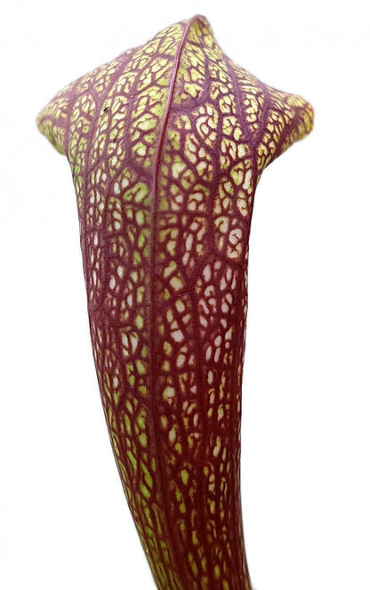 Sarracenia cv. &quot;Dixie Lace&quot;