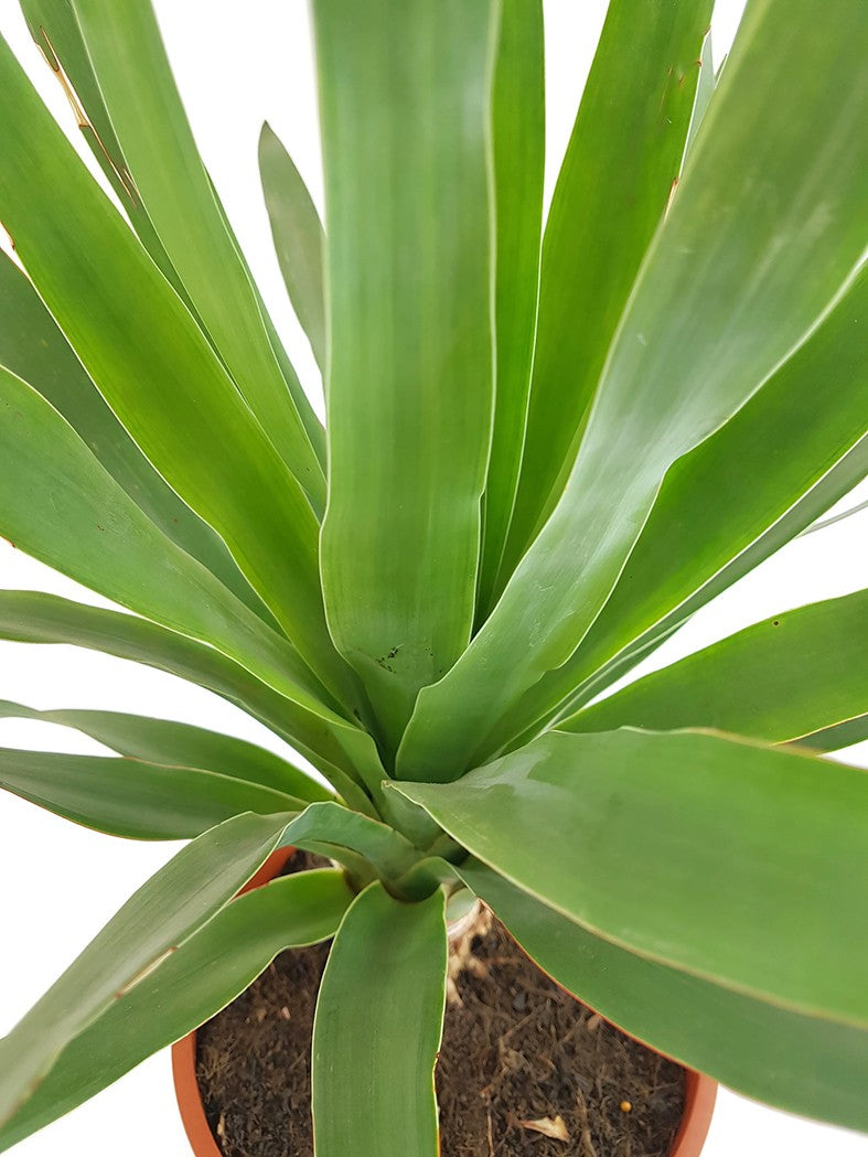 Dracaena Draco - kanarischer Drachenbaum