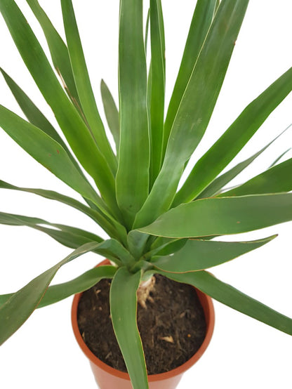 Dracaena Draco - kanarischer Drachenbaum