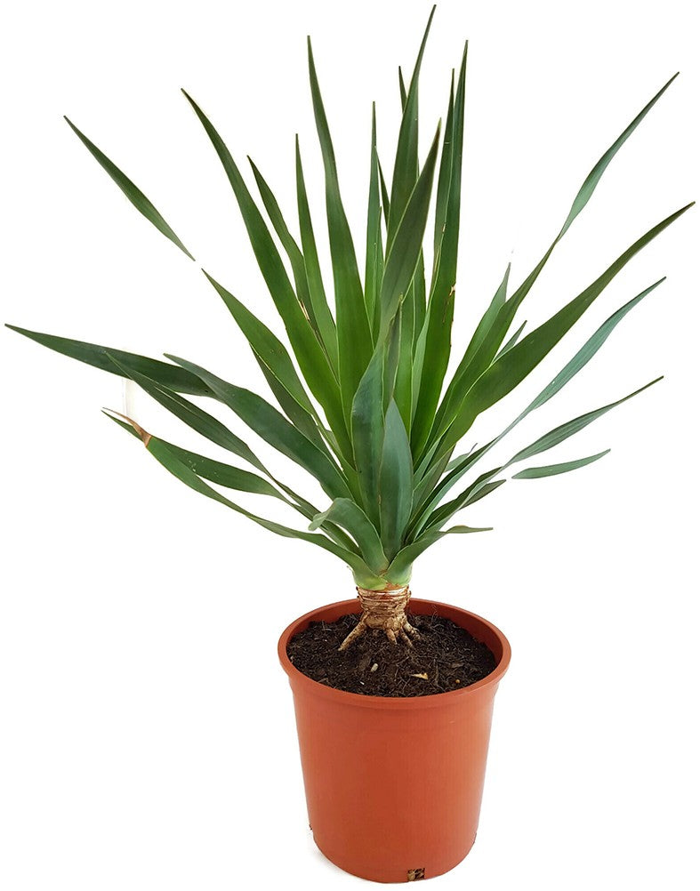 Dracaena Draco - kanarischer Drachenbaum