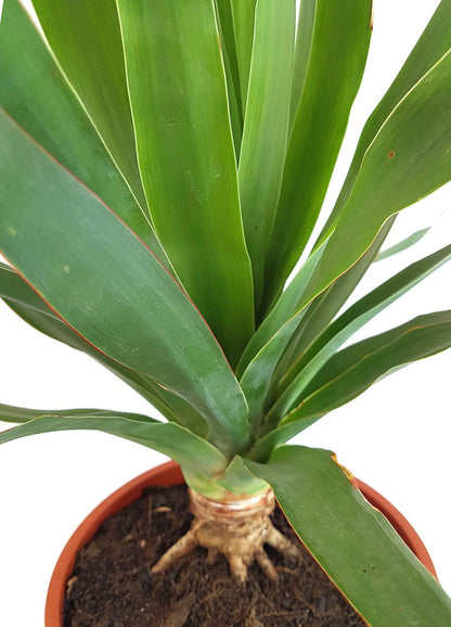 Dracaena Draco - kanarischer Drachenbaum