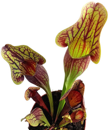 Sarracenia X &quot;Dracula&quot;