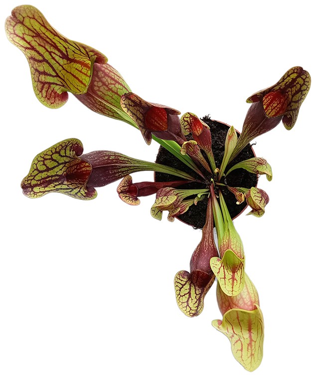 Sarracenia X "Dracula"