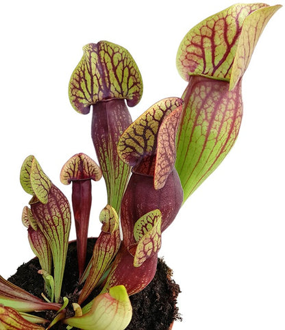 Sarracenia X &quot;Dracula&quot;