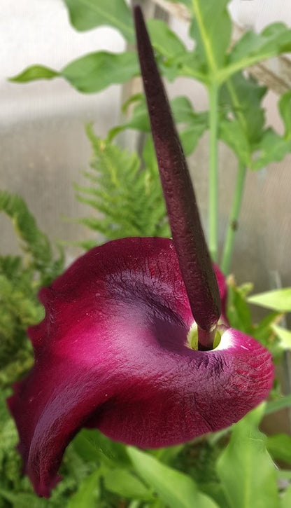 Dracunculus vulgaris - Drachenwurz