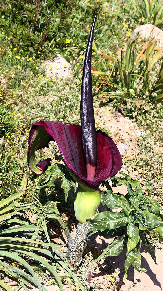 Dracunculus vulgaris - Drachenwurz