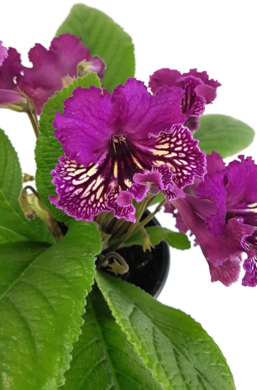 Streptocarpus SALE - 5 Pflanzen ohne Blüten