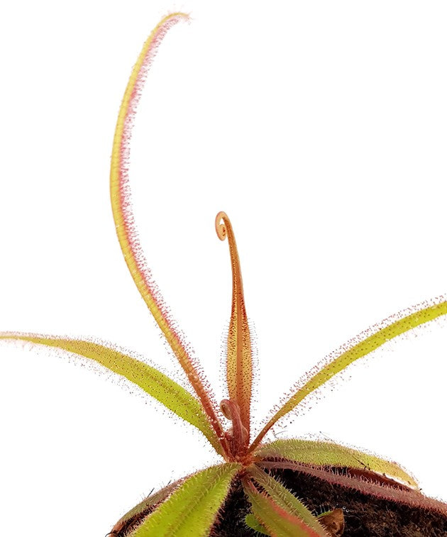 Drosera Adelae