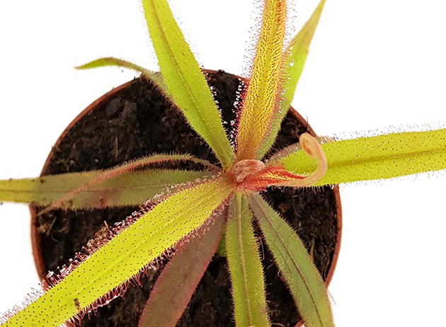 Drosera Adelae