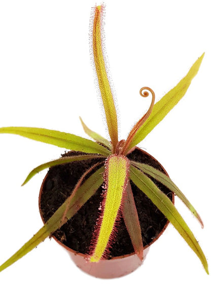 Drosera Adelae