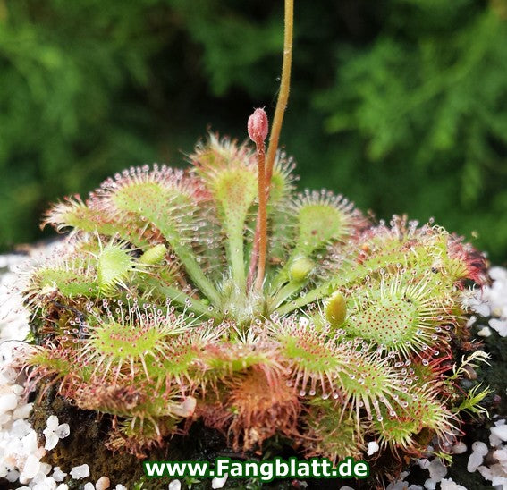 Drosera Spatulata - Samen