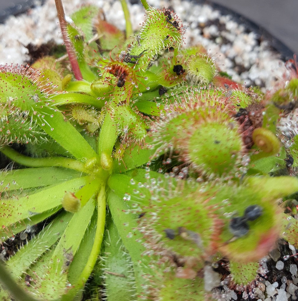 Drosera Venusta - Samen