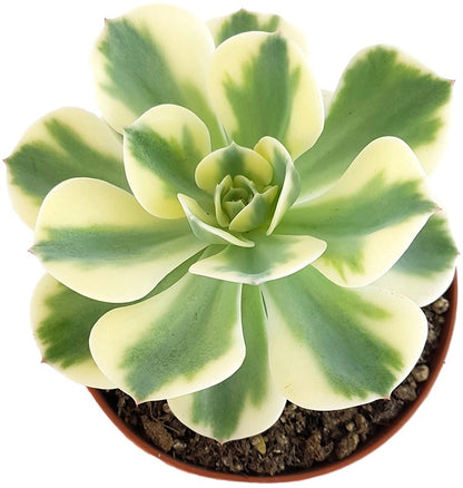 Echeveria Compton Carousel - Dickblatt