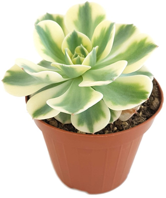 Echeveria Compton Carousel - Dickblatt