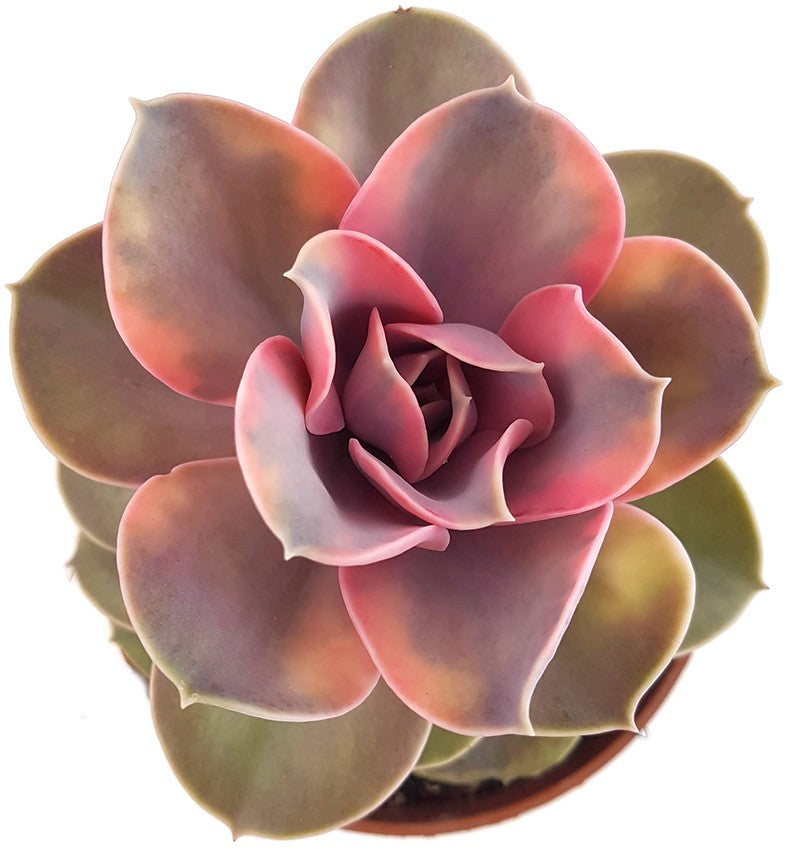 Echeveria &quot;Rainbow&quot; - Sukkulente