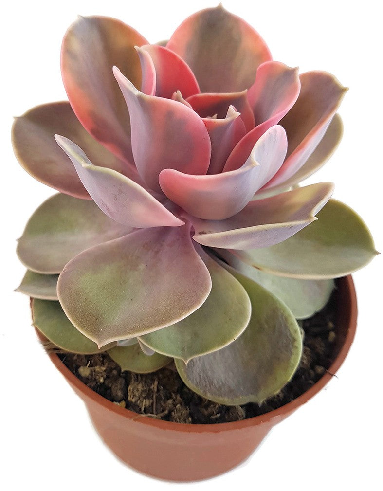 Echeveria &quot;Rainbow&quot; - Sukkulente