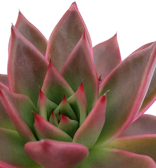 Echeveria agavoides "Antares" - majestätisches Dickblatt