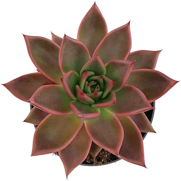 Echeveria agavoides "Antares" - majestätisches Dickblatt