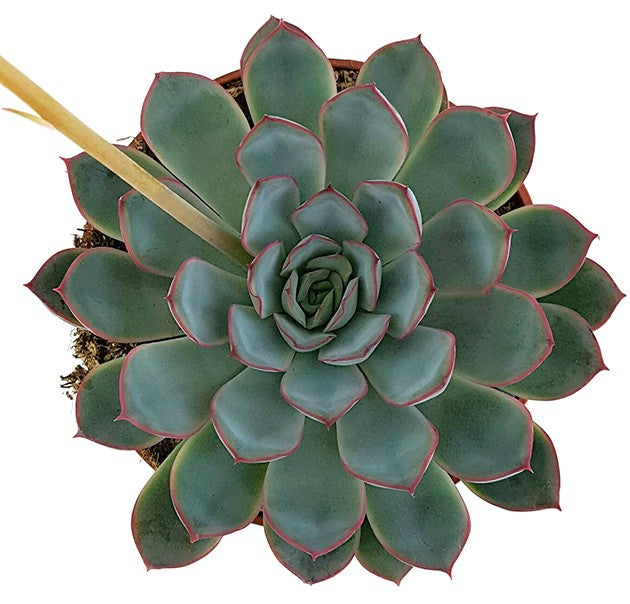 Echeveria &quot;Hercules&quot; - Dickblatt