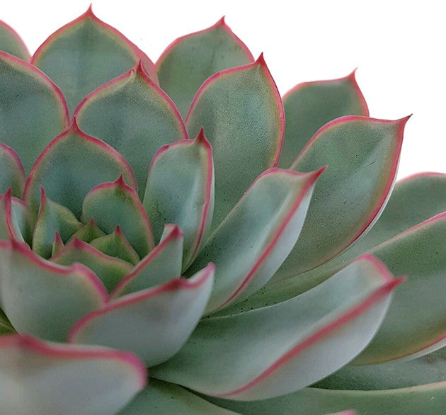 Echeveria "Hercules" - Dickblatt