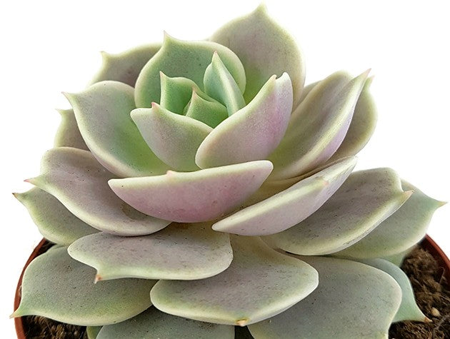 Echeveria &quot;Lola&quot; - pastellfarbenes Dickblatt