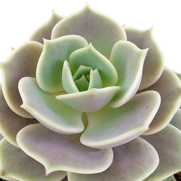 Echeveria &quot;Lola&quot; - pastellfarbenes Dickblatt