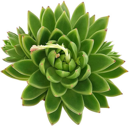 Echeveria agavoides &quot;Miranda&quot; - Dickblatt