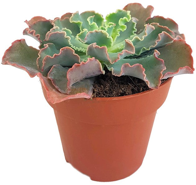 Echeveria shaviana Hybride - Blumenkohlsukkulente