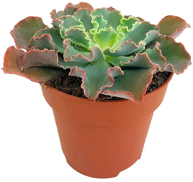 Echeveria shaviana Hybride - Blumenkohlsukkulente