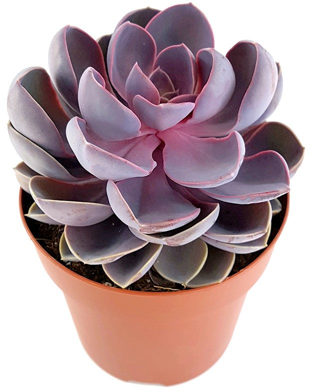 Echeveria "spoon pearl" - violettes Dickblatt