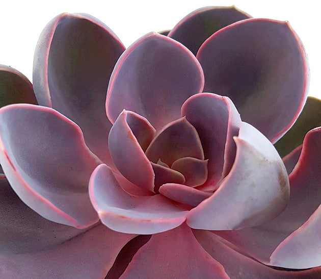 Echeveria "spoon pearl" - violettes Dickblatt