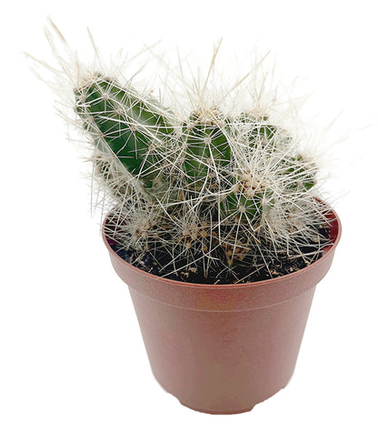 Echinocereus Longisetus