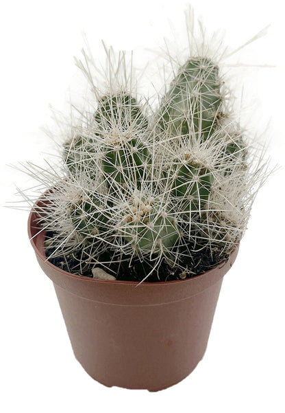 Echinocereus Longisetus