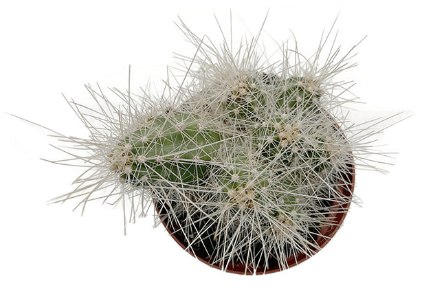 Echinocereus Longisetus