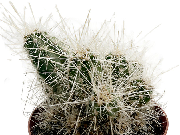 Echinocereus Longisetus