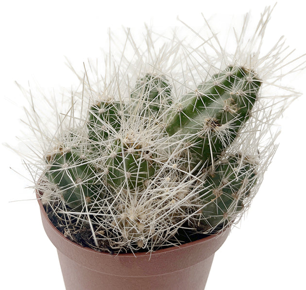 Echinocereus Longisetus