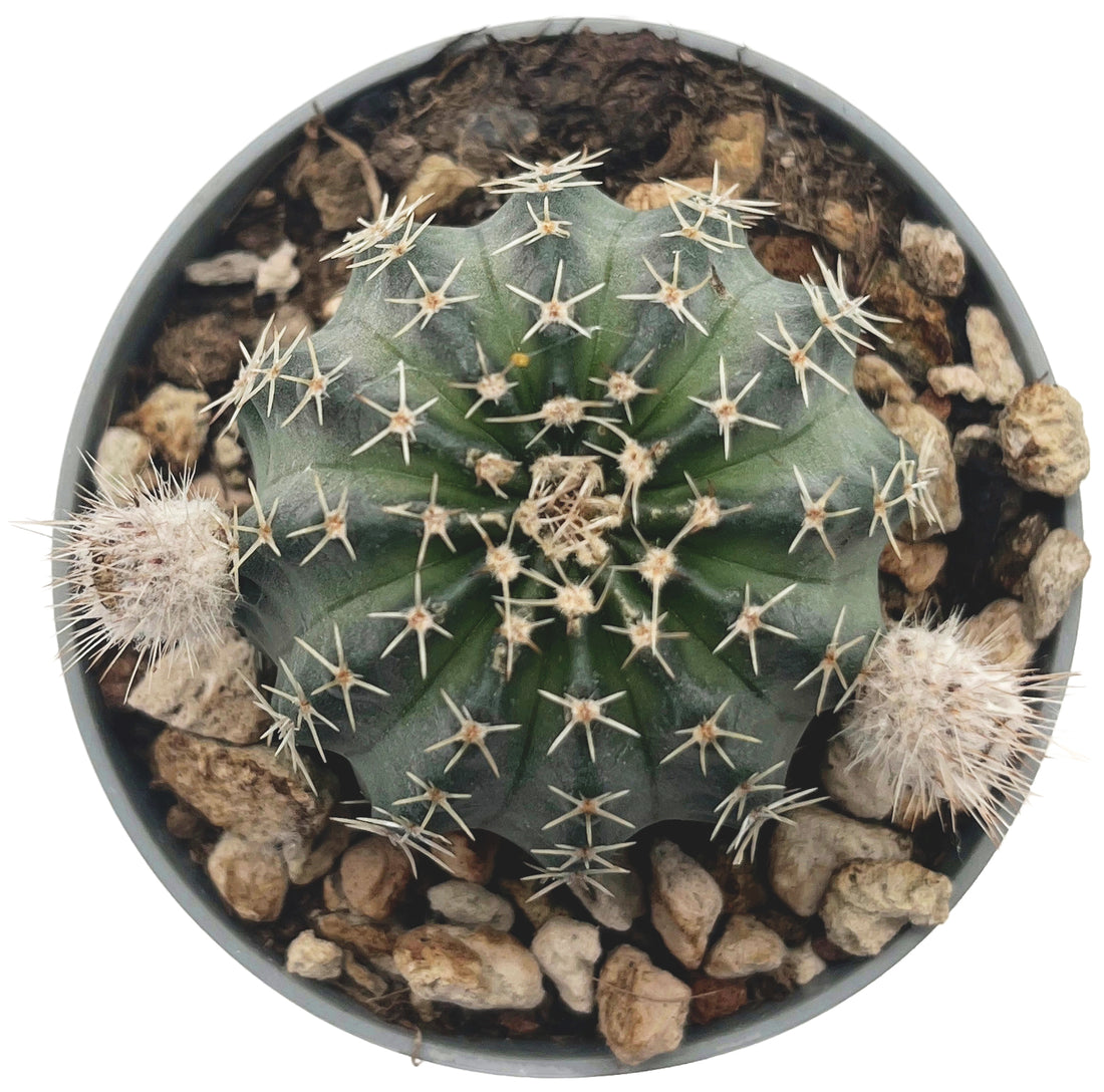 Echinocereus pulchellos sub