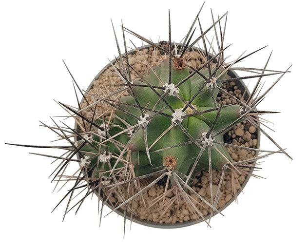 Echinocereus trichogladius var. mojavensis - Mojave-Igelkaktus