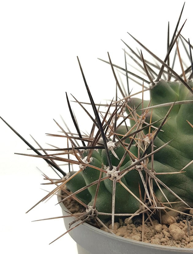 Echinocereus trichogladius var. mojavensis - Mojave-Igelkaktus