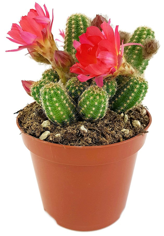 Echinopsis Chamaecereus Hybride &quot;Cerise&quot; - Zwergsäulenkaktus