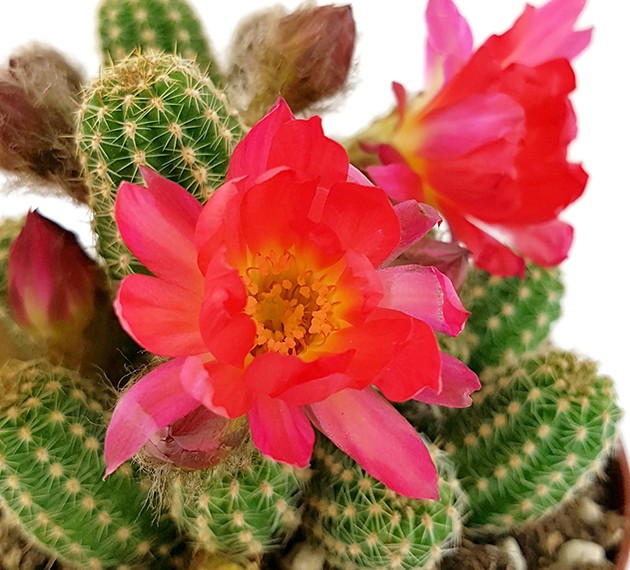 Echinopsis Chamaecereus Hybride &quot;Cerise&quot; - Zwergsäulenkaktus