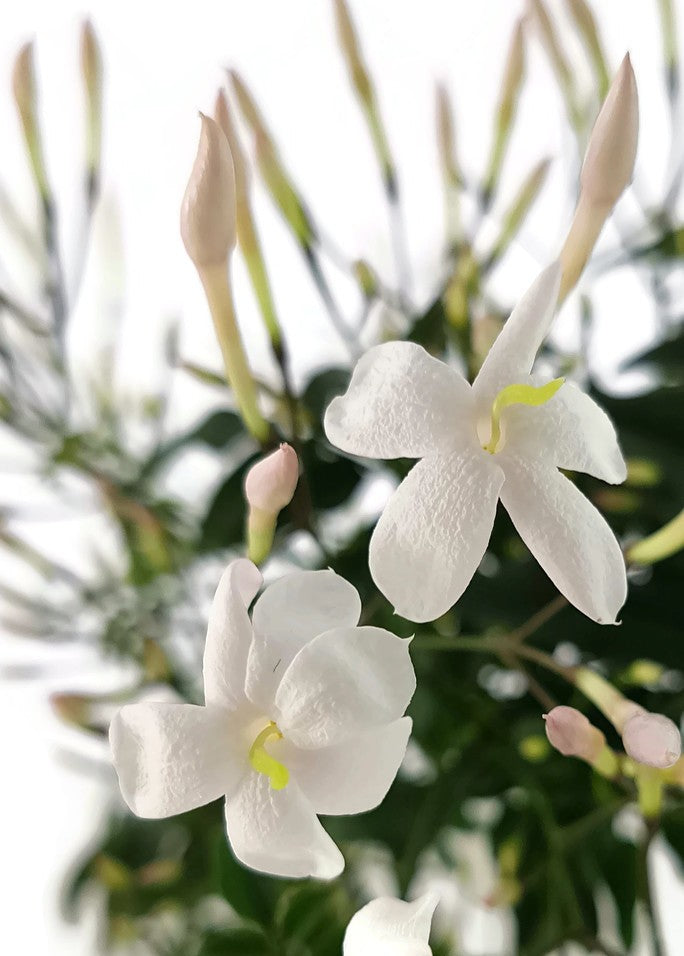 Jasminum polyanthum - echter, duftender Jasmin - SALE ohne Blüte