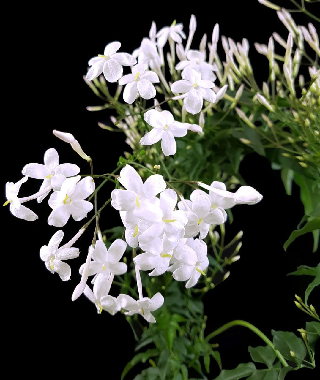 Jasminum polyanthum